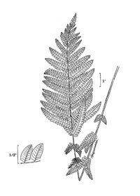 drawing of osmunda claytoniana plant parts